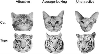 Perceptual Advantage of Animal Facial Attractiveness: Evidence From b-CFS and Binocular Rivalry